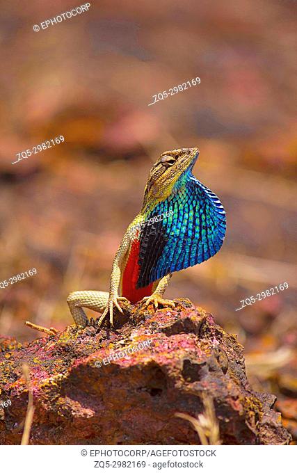 Fan Throated Lizard- male, Sitana ponticeriana, displaying fan, Satara, Maharashtra, India