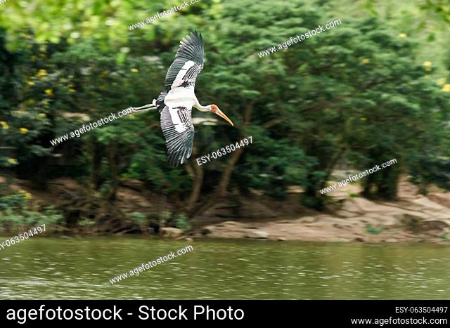 Painted Stork is flying over the pond. To feed on the herd in shallow waters along rivers or lakes