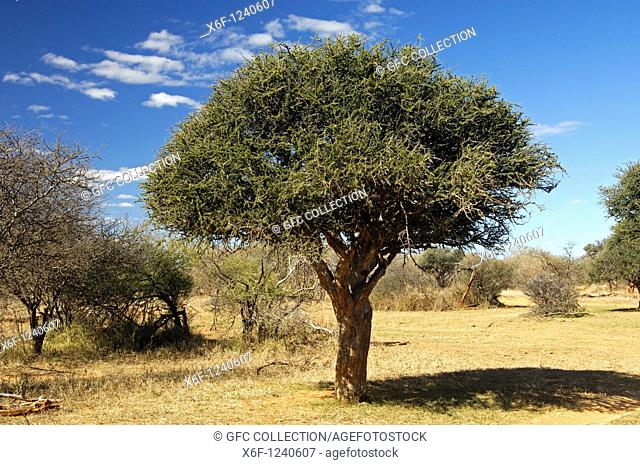 Shepherd's tree Boscia albitrunca in a savanna area, Madikwe Game Reserve, South Africa