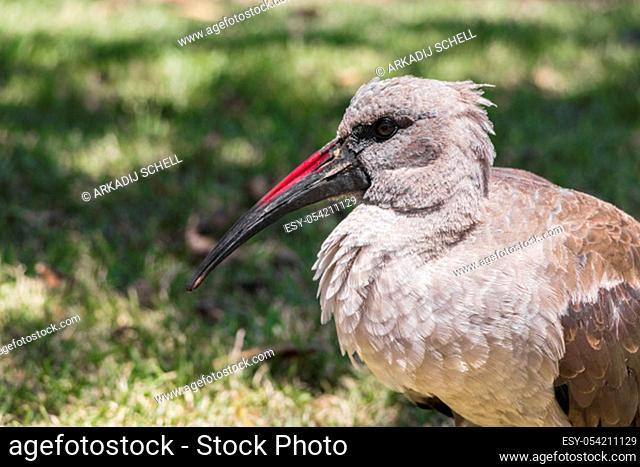Hadada ibis, birds in Green Point Park in Cape Town, South Africa