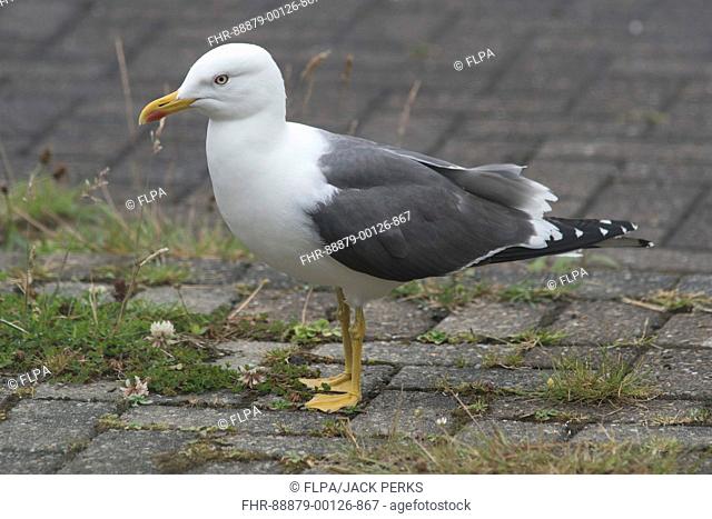 lesser black-backed gull , Larus fuscus , in garden looking for food, unst, shetland, august