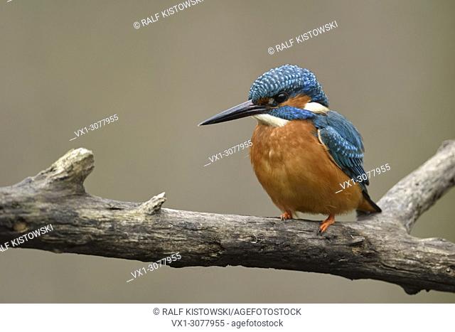 Eurasian Kingfisher ( Alcedo atthis ), male, black beak, orange breast, colourful, perched on a branch, detailled frontal view, wildlife, Europe