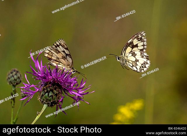 Checkered butterfly (Melanargia galathea) approaching brown knapweed (Centaurea jacea), Hesse, Germany, Europe