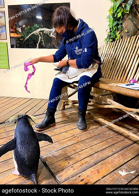 29 June 2021, South Africa, Kapstadt: Animal keeper Shanet Rutgers bandages a penguin at the Two Oceans Aquarium. The 30-year-old helps aged penguins with sole...