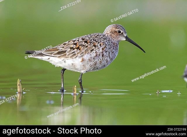 Curlew Sandpiper (Calidris ferruginea), side view of an adult moulting to breeding plumage, Campania, Italy