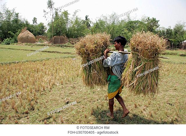 person, carrying, male, bangladesh, people