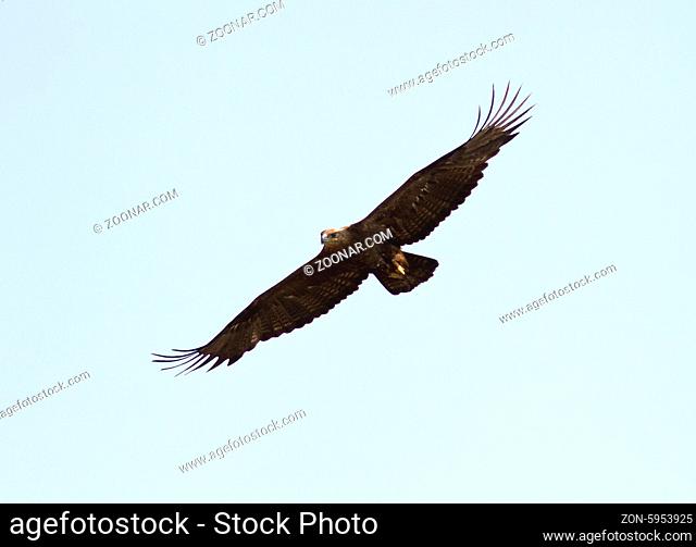 Steppe Eagle soaring over the spring steppe