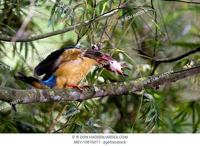 Stork-billed Kingfisher - with fish in mouth (Pelargopsis capensis)