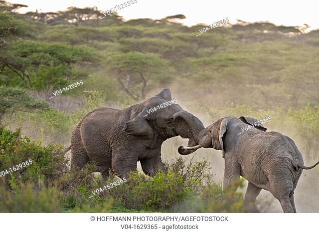 Two elephant bulls (Loxodonta africana) in musth fighting, Serengeti National Park, Tanzania, Africa
