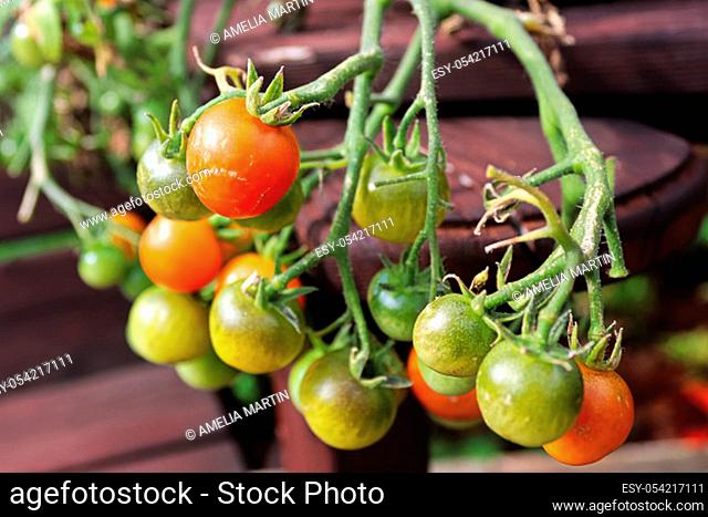 Small cherry tomatoes in various stages of ripening