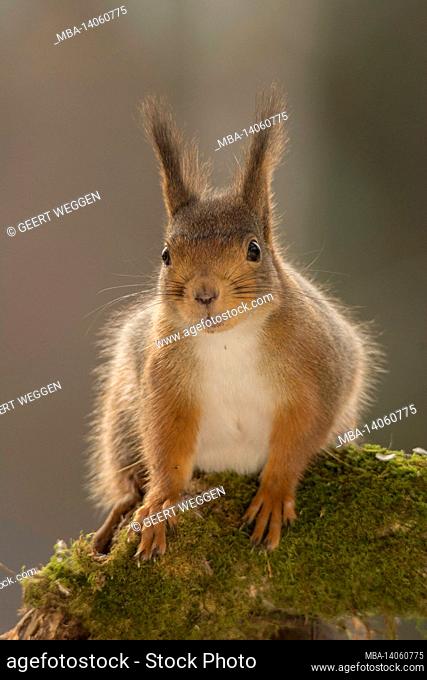 close up of red squirrel standing on tree trunk with moss looking at the viewer