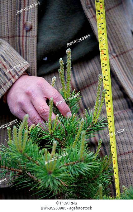 Scotch pine, scots pine Pinus sylvestris, forester measuring and monitoring tree growth, United Kingdom, Scotland, Cairngorms National Park, Glenfeshie