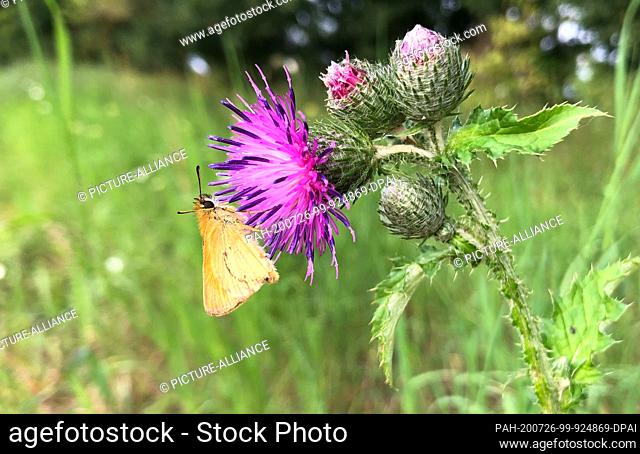 24 July 2020, Mecklenburg-Western Pomerania, Gützkow: A brown bullheaded butterfly sits on a thistle. (to dpa ""Catastrophic year for butterflies - even...