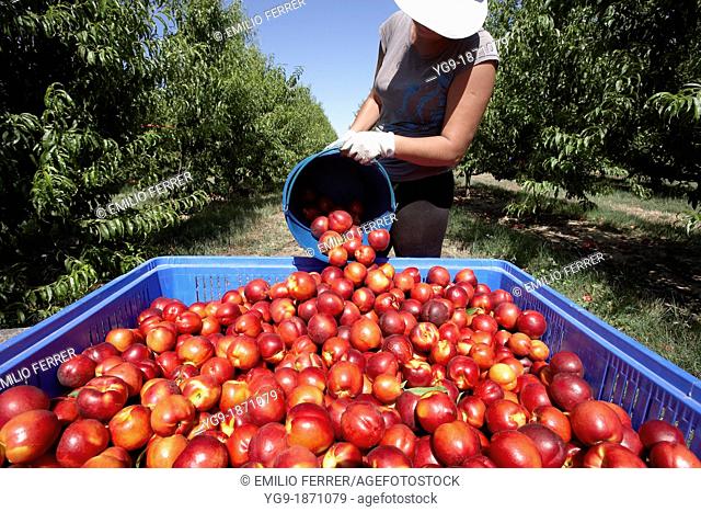 Collecting nectarines from trees  LLeida  Spain