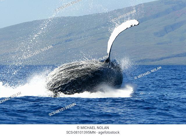Adult humpback Whale Megaptera novaeangliae breaching in the AuAu Channel, Maui, Hawaii, USA Pacific Ocean
