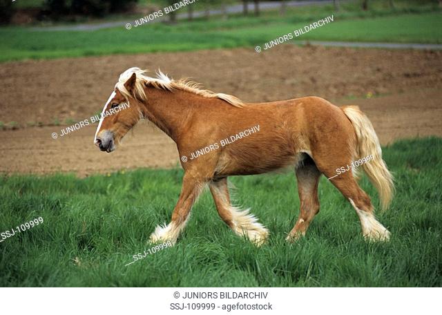 animal, horse, Tinker-Pony