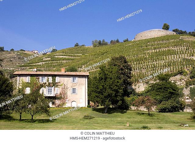 France, Rhone, Condrieu et Ampuis, vineyard of AOC cote rotie, Georges Vernay wine producing domain, Vernon wine producing domain
