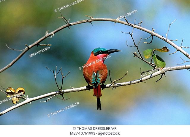 Carmine Bee-eater (Merops nubicoides)
