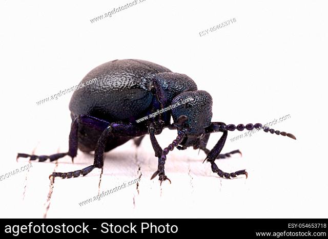 big poisonous Violet oil beetle feeding isolated on white, macro of Meloe violaceus in Spring time. Europe Czech Republic wildlife