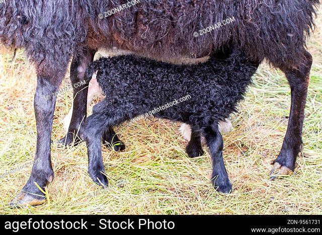 Little newborn lamb drinking - Typical Icelandic sheep