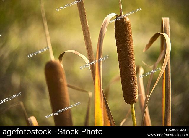 Detail of a Typha Latifolia plant, a typical plant in northen Italy