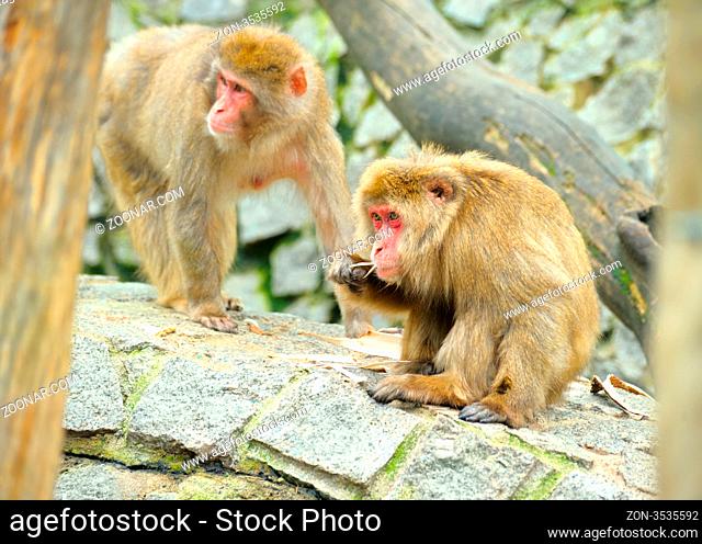 Two monkeys in wild nature