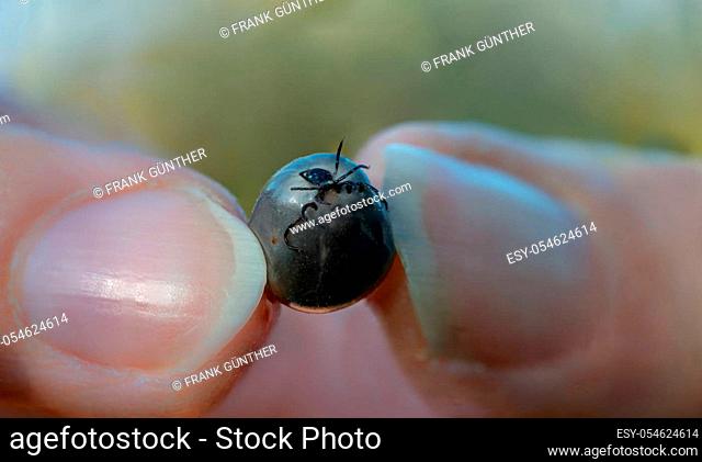 Close-up, tropical thick hyalomma tick held between 2 fingers
