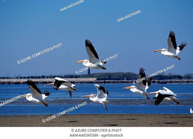 American White Pelicans (Pelecanus erythrorhynchos) Bolivar Flats - Texas