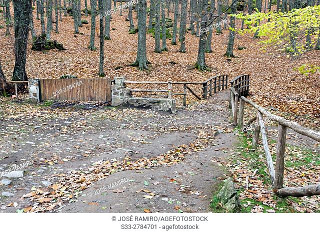 Entrance to Castañar de El Tiemblo (El Tiemblo Chestnut forest). Sierra de Gredos. Avila Province. Castile-Leon. Spain
