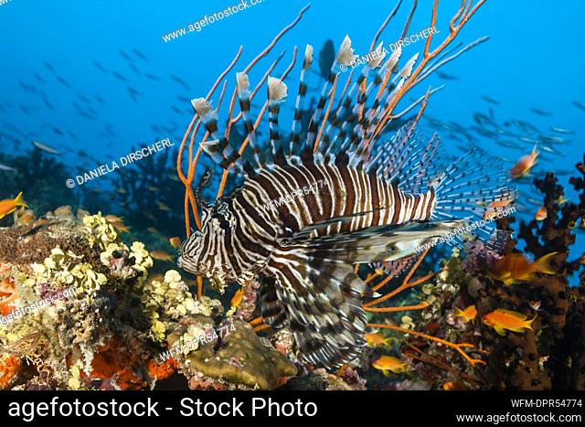 Lionfish over Coral Reef, Pterois miles, South Male Atoll, Maldives