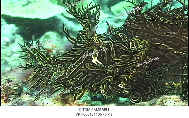 Merlet's Scorpionfish Rhinopias aphanes. Reef. Papua New Guinea