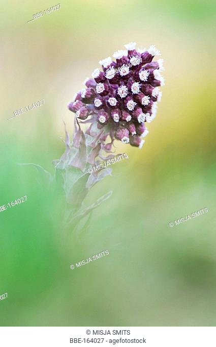 Colorful macro picture of Common butterbur