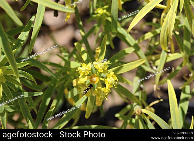 Tabaiba amarga or higuerilla (Euphorbia lamarckii, Euphorbia broussonetii or Euphorbia obtusifolia) is a shrub endemic to Canary Islands except Lanzarote and...