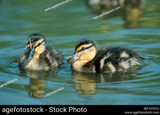 Mallard (Anas platyrhynchos) ducklings, Germany, Europe