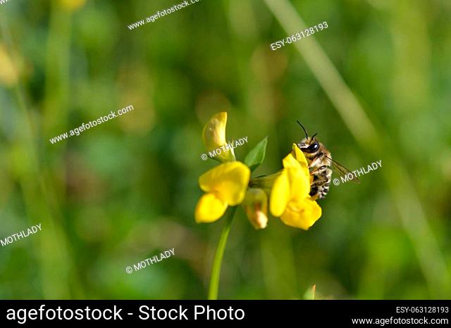 Bee on a yellow wildflower in nature close up macro, pollinating, gathering nectar