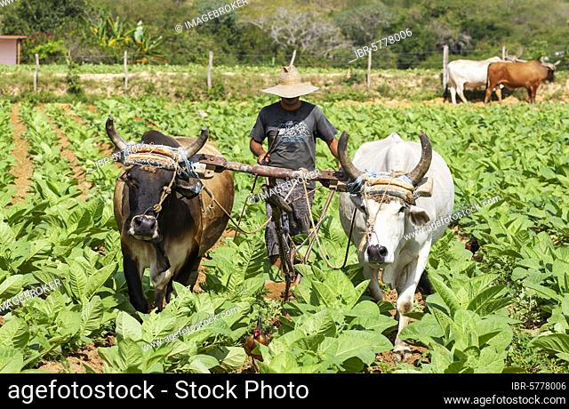 Common tobacco (Nicotiana tabacum), traditional farming with oxen in a tobacco field, Pinar del Río province, Cuba, Central America