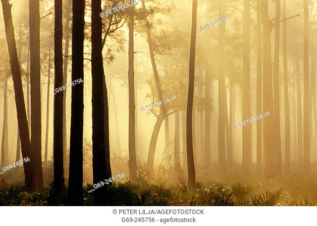 A misty morning in the slash pine (Pinus ellioti) forest. Highlands Hammock. Florida. USA