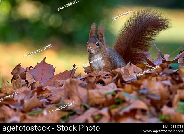 Red Squirrel, Sciurus vulgaris, in autumn