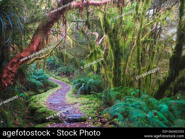 New Zealand rainforest details landscape picture