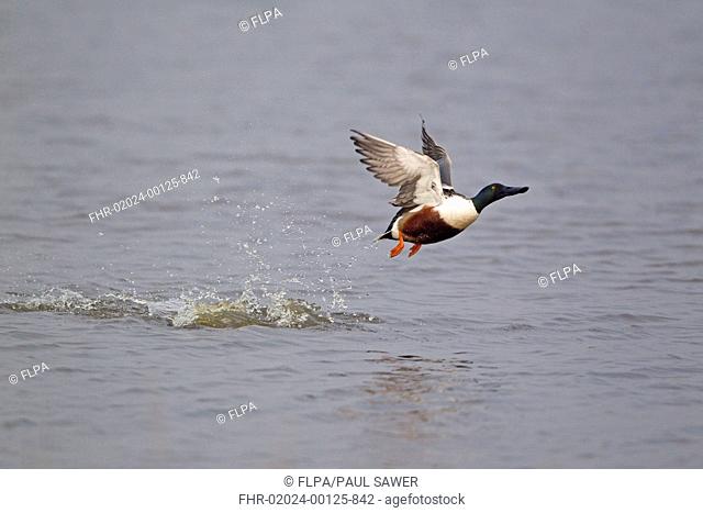Northern Shoveler Anas clypeata adult male, in flight, taking off from water, Minsmere RSPB Reserve, Suffolk, England, april