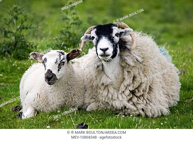 Scottish black-faced sheep - ewe with lamb. North Yorkshire Moors UK