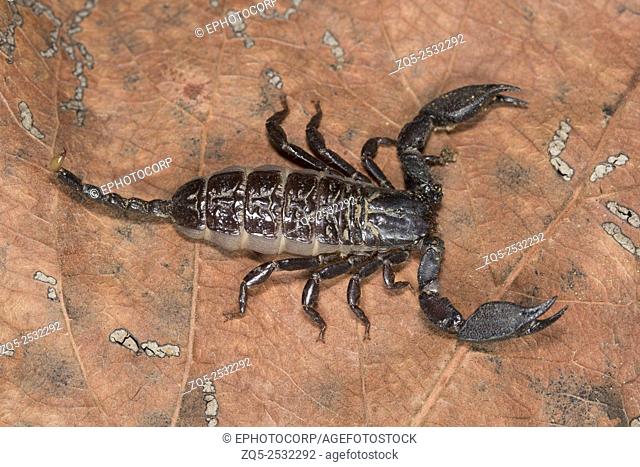 Scorpion, Liocheles nigripes, Hemiscopiidae, Madhya Pradesh, India