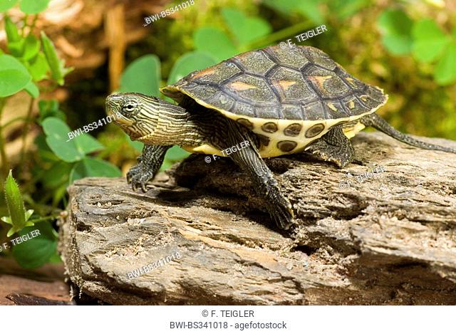 Chinese stripe-necked turtle, Chinese striped-neck turtle (Ocadia sinensis), lying on a tree trunk
