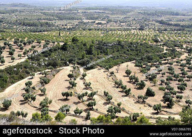 Calaceite, fields (almonds and olive trees). Matarraña, Teruel, Aragon, Spain