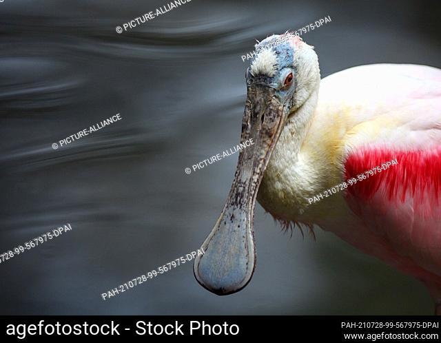 23 July 2021, Brandenburg, Cottbus: A roseate spoonbill stands in the pond at the zoo. With 25 hectares, the Cottbus Zoo is the largest zoo in the state of...