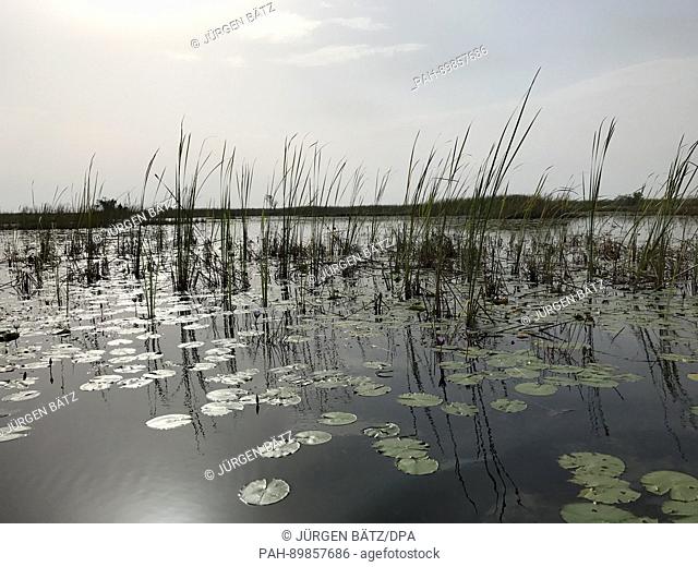 Water lilies seen in the morning sun in the swamps of the White Nile river near Nyal, South Sudan, 28 March 2017. The area is located in the South Sudanese...