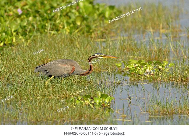 Purple Heron (Ardea purpurea) adult, standing amongst aquatic vegetation, Bundala N.P., Sri Lanka, March