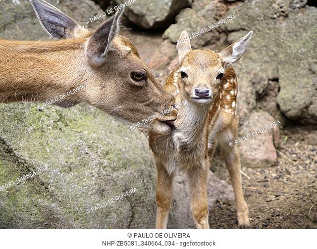 Fallow deer, Dama dama. Female with fawn. Females can become very cagy just before they give birth to their fawn and find secluded areas such as a bush or cave