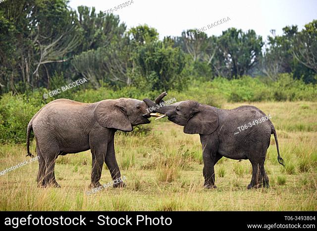 Two juvenile African elephants (Loxodonta africana) play fighting. Queen Elizabeth National Park, Uganda, Africa