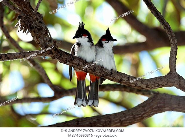 Red-whiskered Bulbul adult pair rest in tree crown during midday heat grounds of Le Prince Maurice resort near Poste de Flacq East of Mauritius